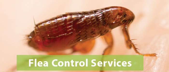 flea control services